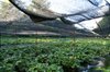 20060819_hakubatrip_047